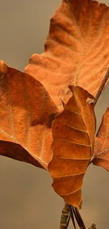 Orange-brown autumn leaves close-up wallpaper.