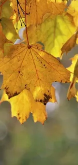 Close-up of vibrant yellow autumn leaves in sunlight.