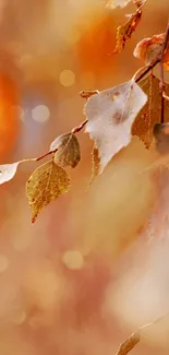 Close-up of orange autumn leaves with soft bokeh background.