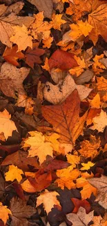 Vibrant autumn leaves scattered in natural fall pattern.