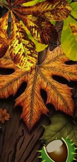 Autumn leaves on a tree bark background.