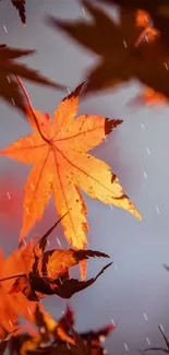 Orange autumn leaves illuminated by sunlight with a soft focus background.