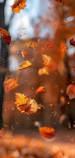 Autumn leaves falling in a forest background.