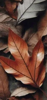Autumn leaf wallpaper displaying brown tones.