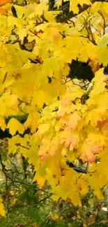 Vibrant yellow autumn leaves on a tree background.