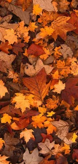 Vibrant autumn leaves scattered across a forest floor.