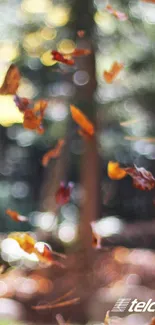 Autumn leaves falling in forest, blurred.