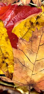 Autumn leaves in vibrant yellow and orange on a mobile wallpaper.