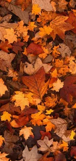 Vibrant autumn leaves in orange shades cover the ground, creating a warm fall pattern.