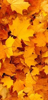 Vibrant autumn leaves background in yellow and orange hues for phone wallpaper.