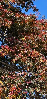 Vibrant autumn leaves against a bright blue sky.