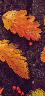 Vibrant orange autumn leaves on dark textured background.