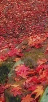 Mobile wallpaper of autumn leaves on a forest path.