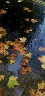 Colorful autumn leaves scattered on a rain-soaked pavement.