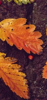 Autumn leaves on a dark stone background with orange and brown tones.