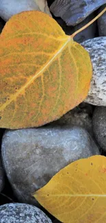 Yellow autumn leaves resting on smooth gray stones.