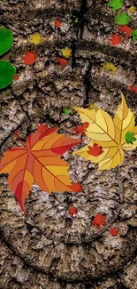 Colorful autumn leaves on textured tree bark.