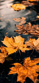 Orange autumn leaves floating on water surface.
