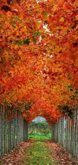 Pathway under vibrant orange autumn leaves in a serene nature setting.