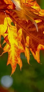 Vibrant orange autumn leaves with sunlight