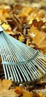 Rake amidst vibrant fallen leaves on an autumn day.