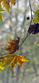 Close-up of autumn leaves on tree branches with a blurred background.