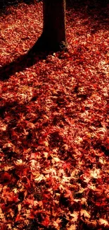 Vibrant autumn leaves beneath a tree in warm sunlight.