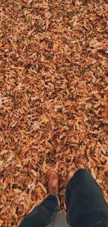 Person walking on autumn leaves covering the ground.