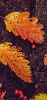 Autumn leaves on dark stone background wallpaper.