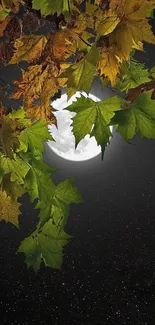 Autumn leaves under moonlit night sky.