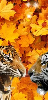 Tigers in vibrant autumn leaves wallpaper with bright orange hues.