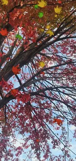 Autumn maple tree with vibrant red leaves against a blue sky.