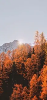 Mountain sunrise over autumnal orange trees in a serene nature setting.