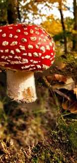 Red mushroom in autumn forest setting, perfect for wallpaper.