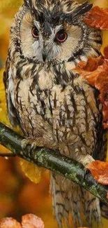Owl perched among colorful autumn leaves.
