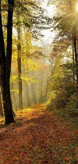 Sunlit autumn forest path with colorful foliage and serene atmosphere.