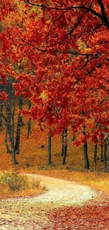 Vibrant autumn path through a forest with colorful leaves.