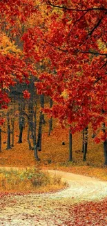 Autumn path with red and orange foliage.