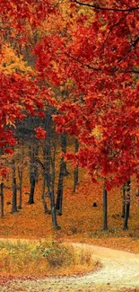 Vibrant autumn leaves along a forest path.