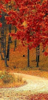 Vibrant autumn leaves on a winding forest path in a serene woodland setting.