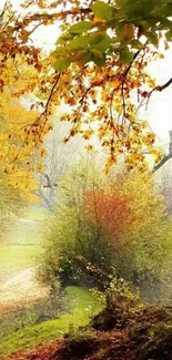 Serene autumn path surrounded by vibrant fall foliage and leaves.