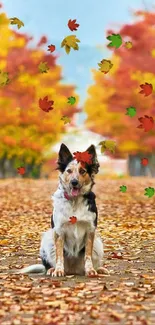 Dog sitting on a vibrant autumn path lined with colorful trees.