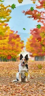 Dog on a vibrant autumn path with colorful leaves.