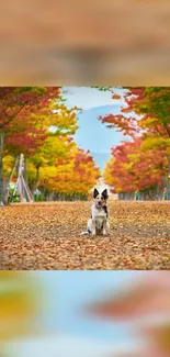 Dog sitting on an autumn path surrounded by vibrant fall leaves.