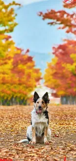 Dog sitting on a leaf-strewn path during autumn with colorful trees in the background.