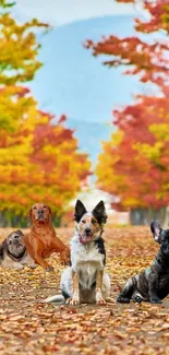 Dogs resting on an autumn leaf path with vibrant trees in the background.