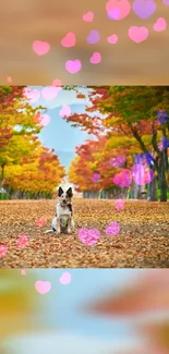 Dog sitting on autumn path with colorful hearts.