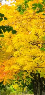 Yellow and green autumn leaves along a peaceful path.