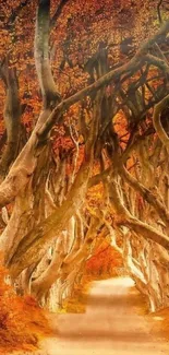 Autumn trees forming a natural tunnel over a forest path.