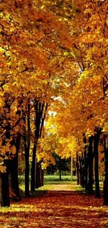 Golden autumn pathway lined with vibrant trees.